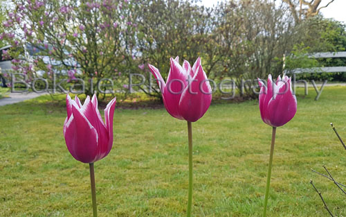 The 3 Tulipiers