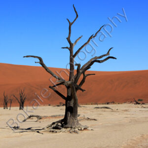 Deathflei, Namib Desert