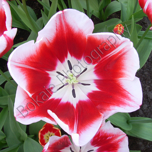 cherry-tulip-Keukenhof-80x80
