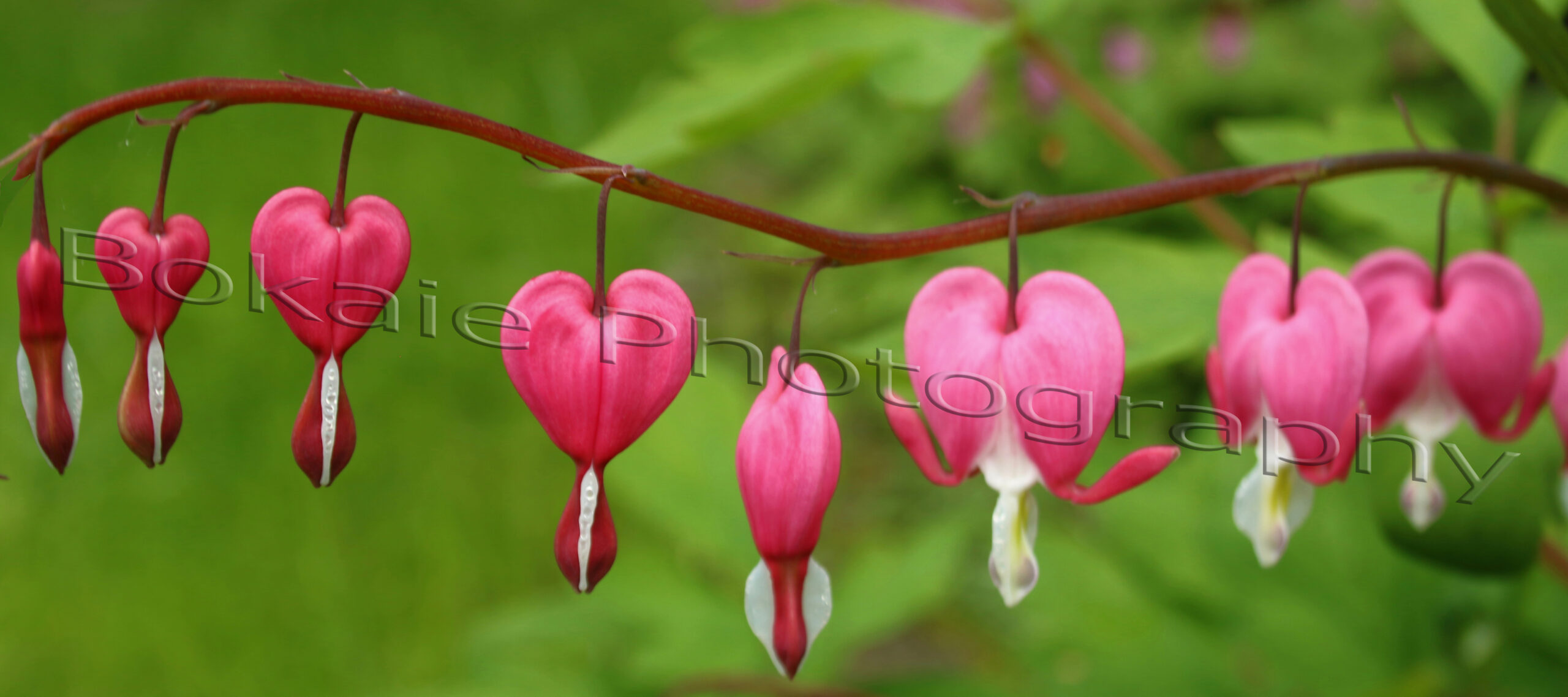 bleeding hearts