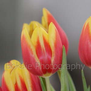 home Tulips