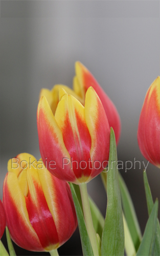 home Tulips