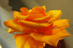 Marriage Rose XL