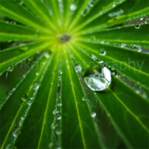 Waterdrop Leaf